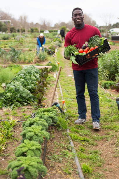 istock Smiling afro-american man harvesting vegetables in a box 1211287256
