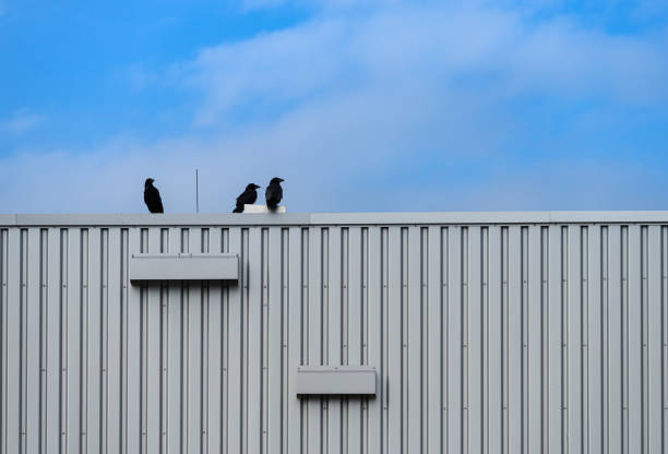 black crow on a weather vane on the roof.