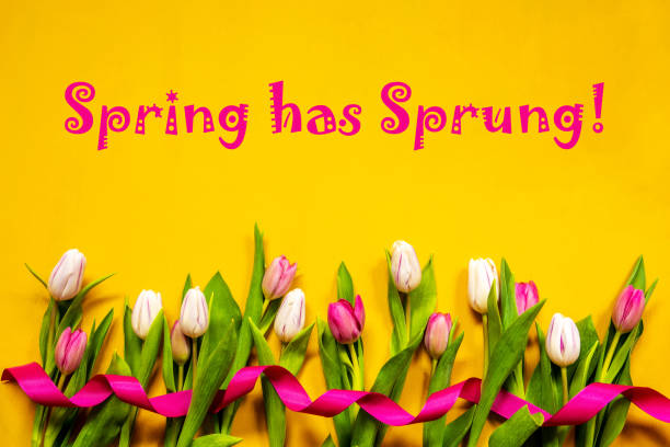 Colorful Tulip, Spring Flowers, Text Spring Has Sprung, Ribbon, Yellow Background stock photo