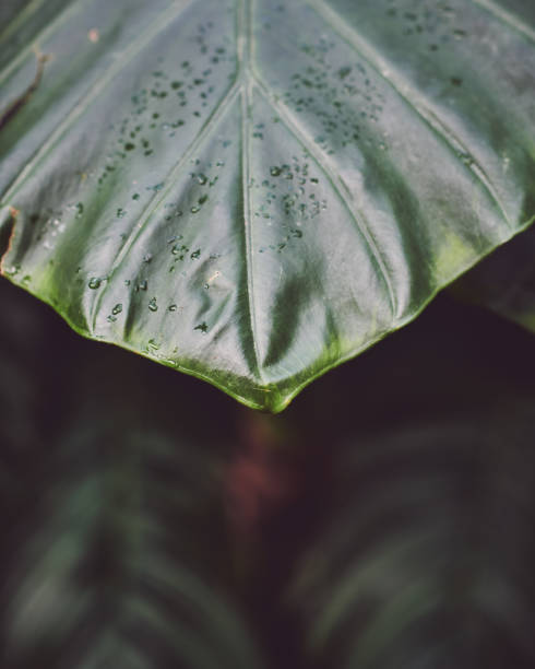 istock Close-Up Of Raindrops On Leaves 1211289497