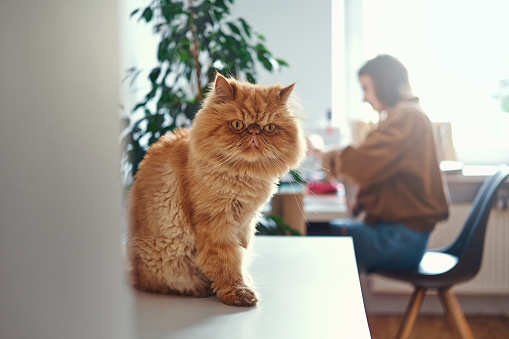 Cute ginger cat is sitting on the table while his mistress is working at the table.