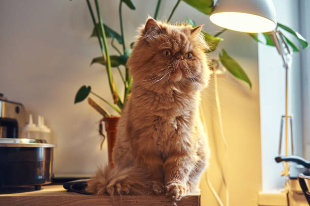 istock Fluffu ginger cat is sitting on the table 1211289579