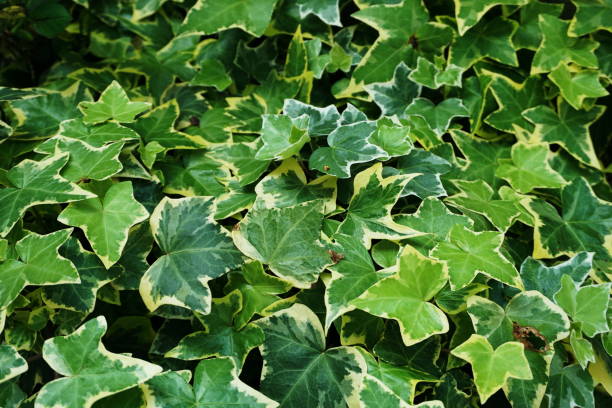 istock Hedera Helix leaves ivy green plants background 1211289839