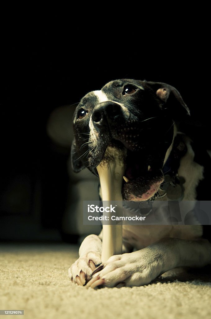 Dog Chewing His Bone Dog chewing his nylon chew bone in a dark room. Animal Stock Photo