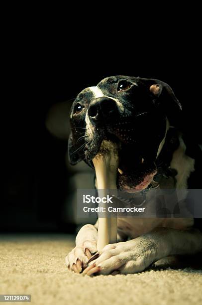 Dog Chewing His Bone Stock Photo - Download Image Now - Animal, Animal Body Part, Animal Eye