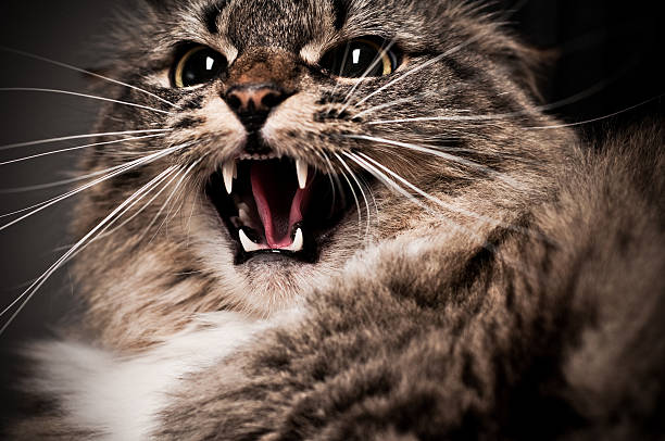 sisear gato maine coon primer plano - domestic cat anger hissing aggression fotografías e imágenes de stock