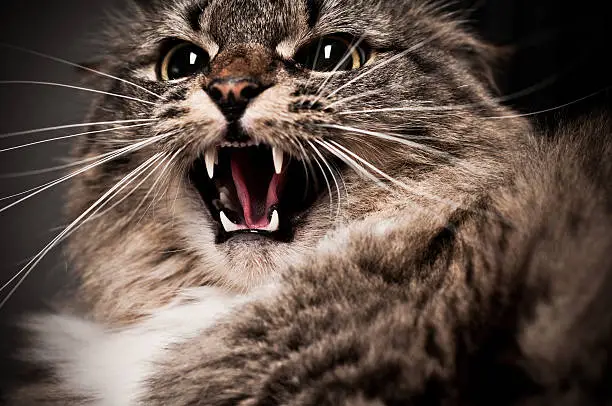 Maine Coon cat hissing. 