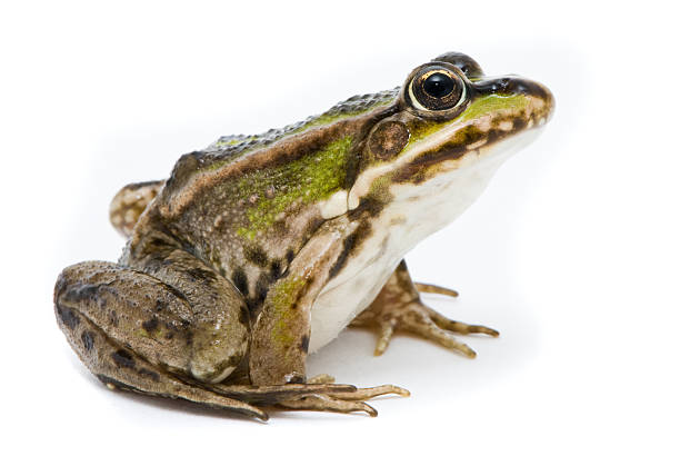 istock Rana ridibunda. Lake frog on white background 121129125
