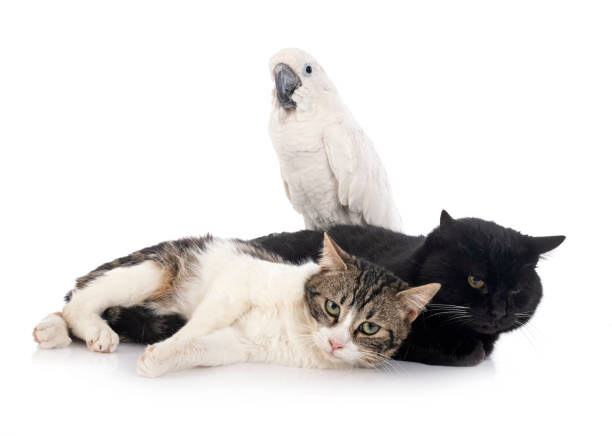 istock stray cats and cockatoo 1211291909
