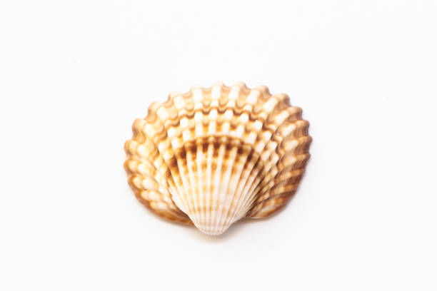 Closeup on fresh and living cockles with white background