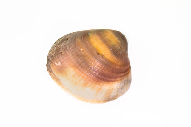 istock Beautiful seashell isolated on a white background 1211292922