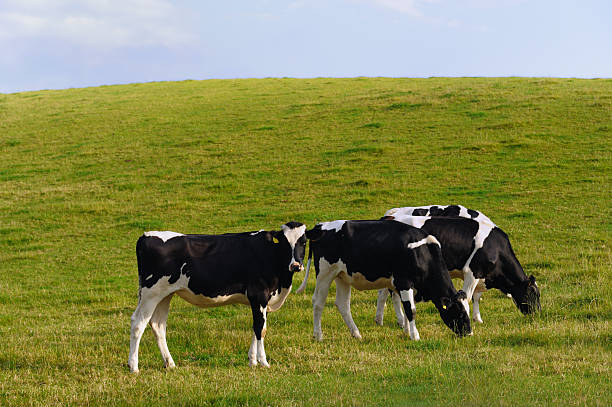 istock Small group of cattle grazing on a Scottish hillside 121129327