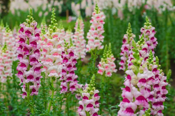 Colorful snapdragon flowers in garden for spring season concept.