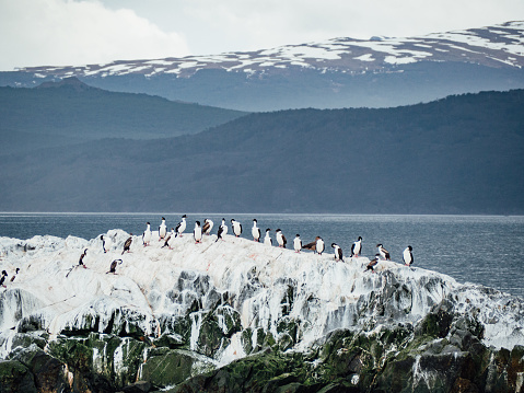 A lot of imperial shags near Ushuaia, Patagonia. Snowcapped mountains in the background.
