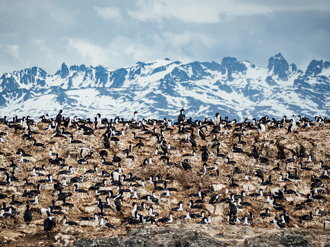 A lot of imperial shags near Ushuaia, Patagonia. Snowcapped mountains in the background.