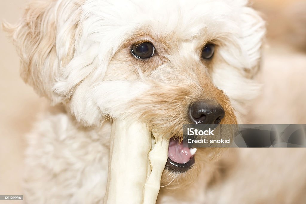 Hund - Lizenzfrei Domestizierte Tiere Stock-Foto