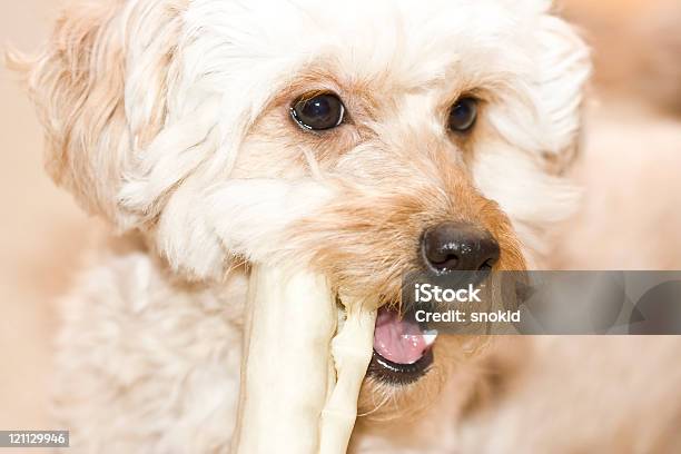 Hund Stockfoto und mehr Bilder von Domestizierte Tiere - Domestizierte Tiere, Farbbild, Fotografie