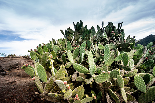 Juicy Prickly Pear Cactus Growing in Bunch, Mirador altos de Baracan, Tenerife, Canary Islands, Spain - stock photo