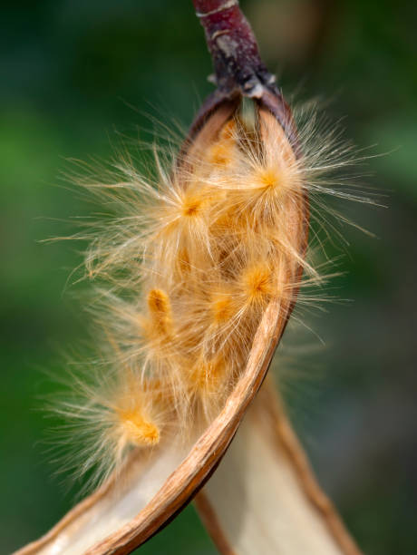istock Nerium oleander seeds in a pod close-up 1211299943