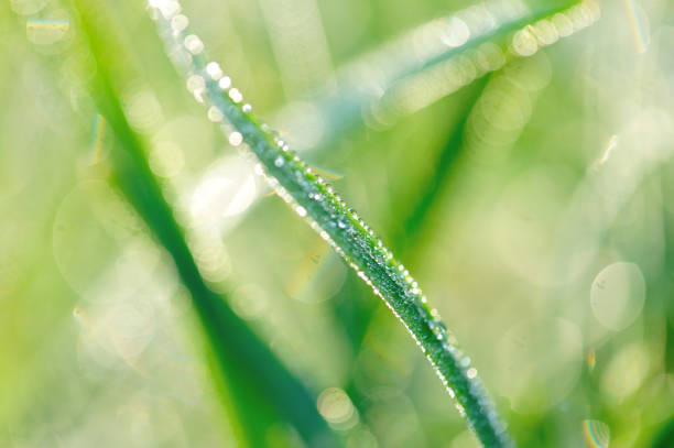 istock Green leek leaf with dewdrops in growth at vegetable garden 1211300721