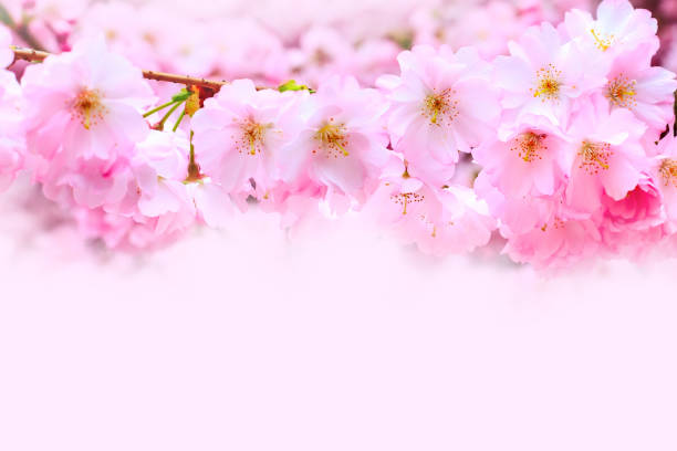 istock pink cherry blossom branch, sakura flowers 1211301413