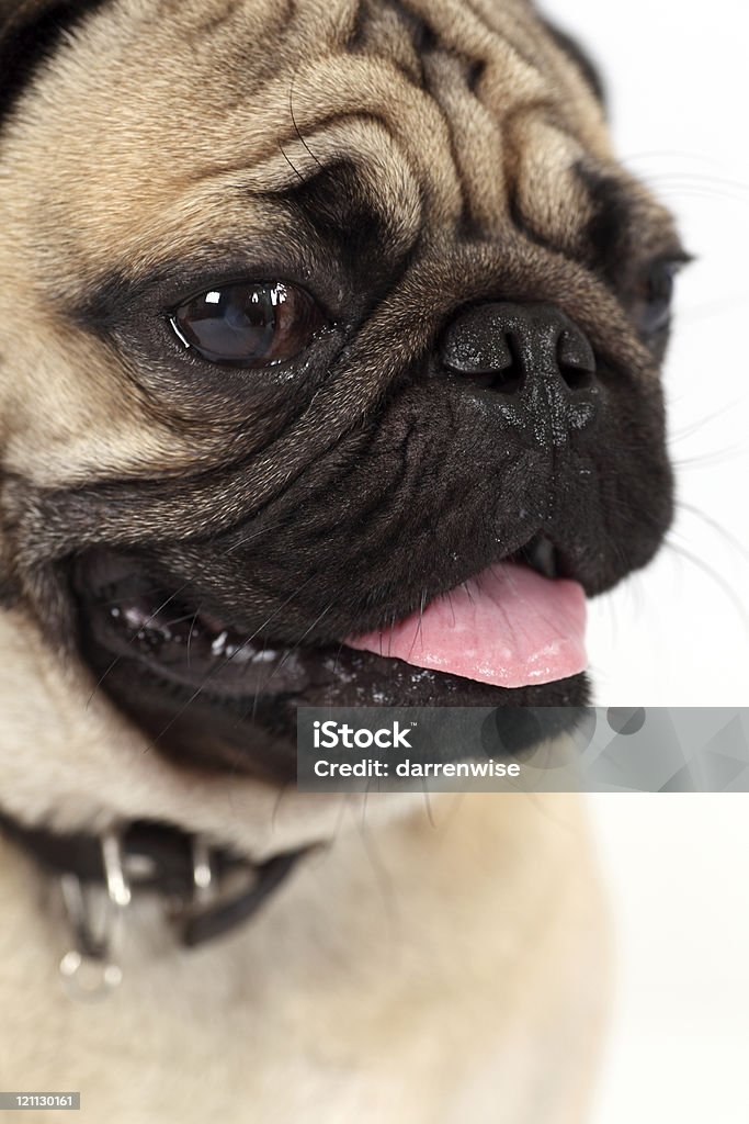 Pug Profile of a pug dog. Animal Stock Photo