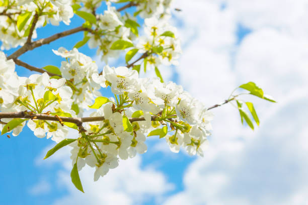 istock Beautiful closeup spring blossoming tree. Japanese spring scenics Spring flowers Spring Background. Blossom tree over nature background. 1211301677