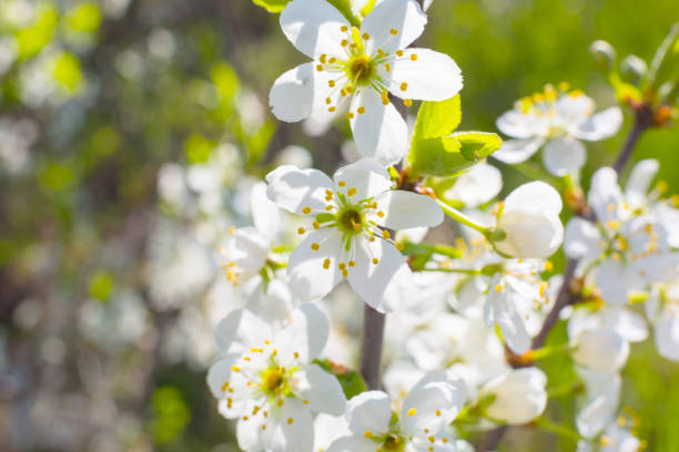 istock Beautiful closeup spring blossoming tree. Japanese spring scenics Spring flowers Spring Background. Blossom tree over nature background. 1211301840