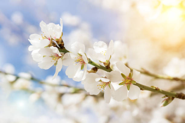 istock Abstract blurred background Beautiful nature scene with flowering tree and sun flare Spring flower 1211302129
