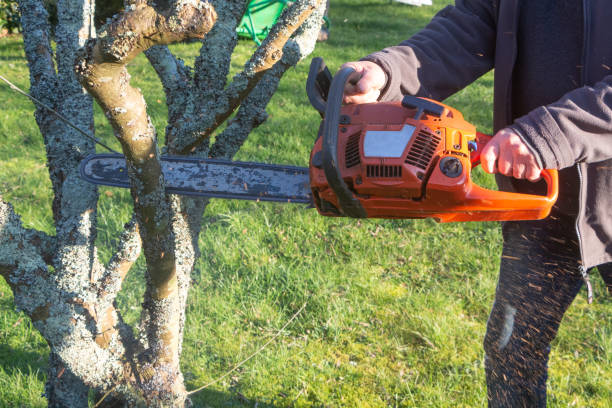 istock Lumberjack cutting branch with a chain saw 1211302844