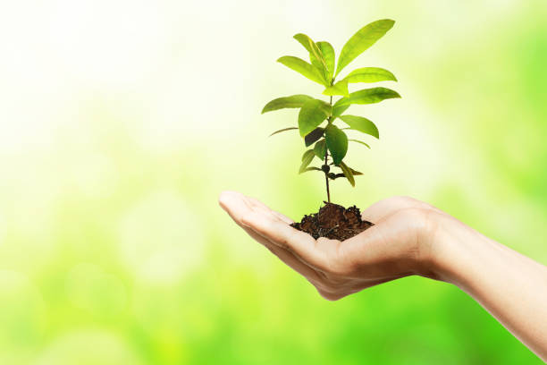 istock Human hands holding soil with growing plants above it 1211302967