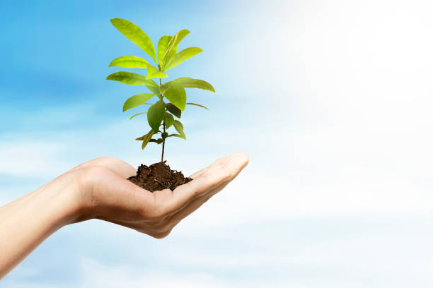 istock Human hands holding soil with growing plants above it 1211303004