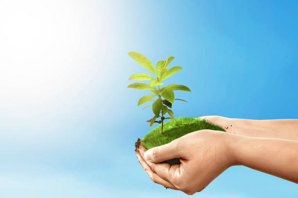 istock Human hands holding soil with growing plants above it 1211303082