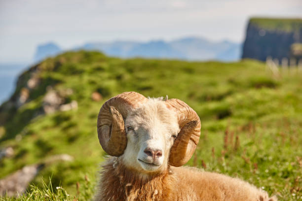 istock Sheep lamb grazing on the Faroe islands green meadows 1211303113