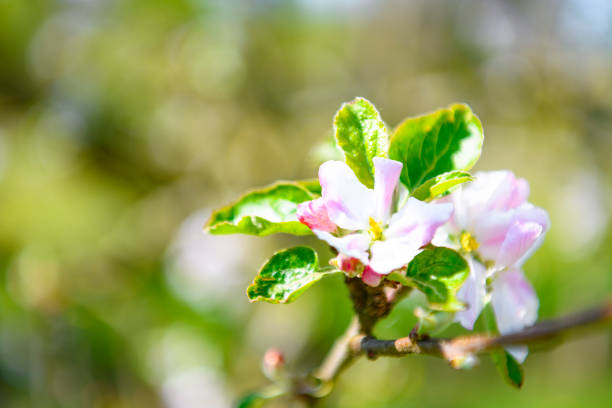 Blooming Apple tree blossom in an orchard during a beautiful spring day. Close up image with white and pink blossom flowers.