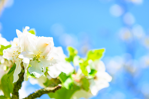 Blooming Apple tree blossom in an orchard during a beautiful spring day. Close up image with white and pink blossom flowers.