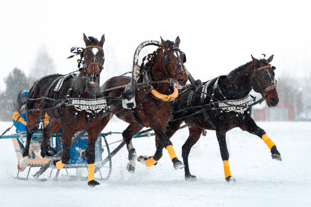istock Russian troika of horses 1211304475