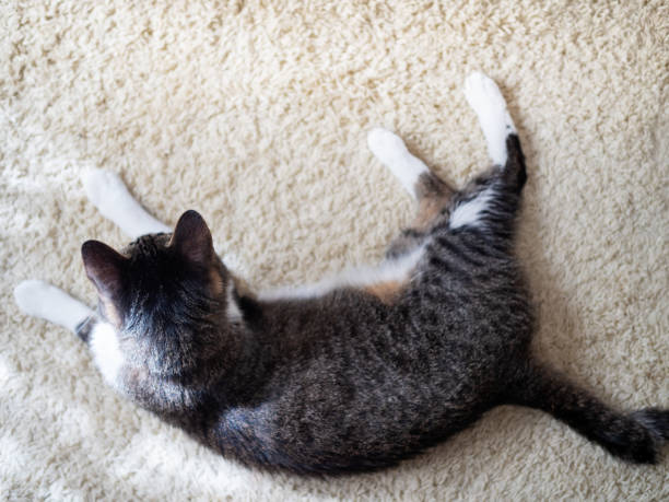 Cat lying on a carpet from above