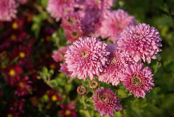 istock Purple and pink Chrysanthemum 121130603
