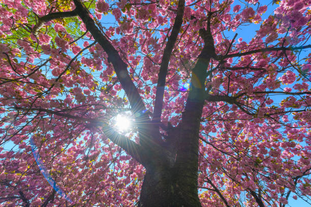 pink japanese cherry blossoms in spring sunlight