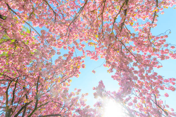 istock Pink Cherry blossom in full bloom on Cherry trees during a beautiful spring day 1211307246