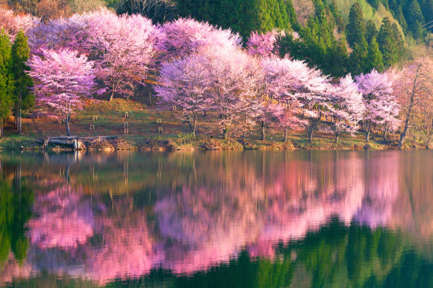 flores de cerezo rosa reflejadas en el lago nakatsuna - prefectura de nagano fotografías e imágenes de stock