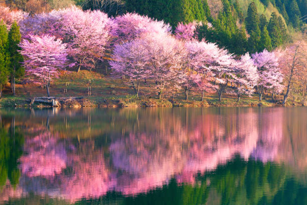 pink cherry blossoms reflected in lake nakatsuna - blossom tree flower pink imagens e fotografias de stock