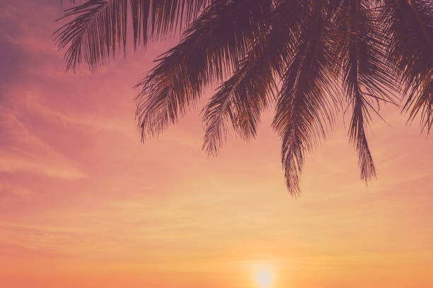 istock Copy space of tropical palm tree with sun light on blue sky and white cloud abstract background. 1211309635