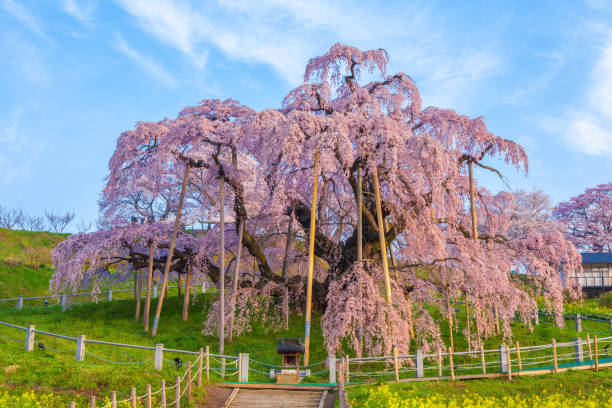 cerisier de chute d’eau de miharu dans la préfecture de fukushima - cherry tree morning sunlight sunny photos et images de collection
