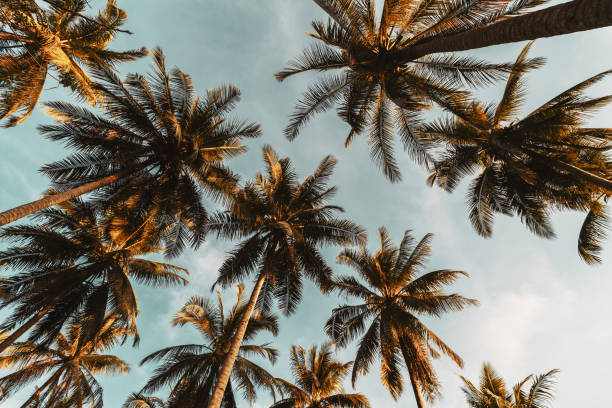 istock Copy space of tropical palm tree with sun light on blue sky and white cloud abstract background. 1211309825