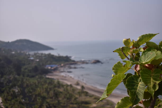 small green plant on the foreground with unfocused beach small green plant on the foreground with unfocused beach chapora fort stock pictures, royalty-free photos & images