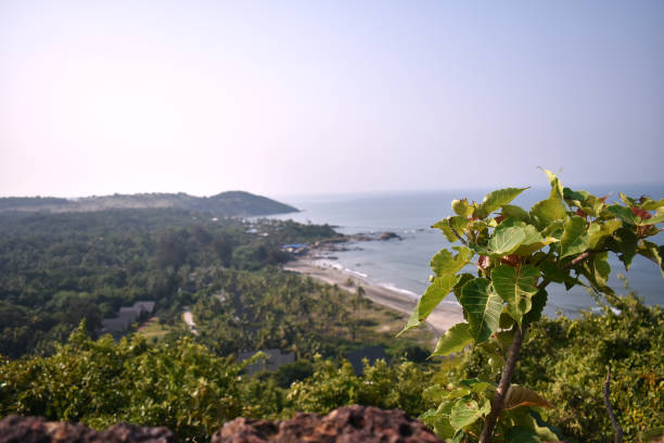 small green plant on top of a mountain, with unfocused beach in the background small green plant on top of a mountain, with unfocused beach in the background chapora fort stock pictures, royalty-free photos & images