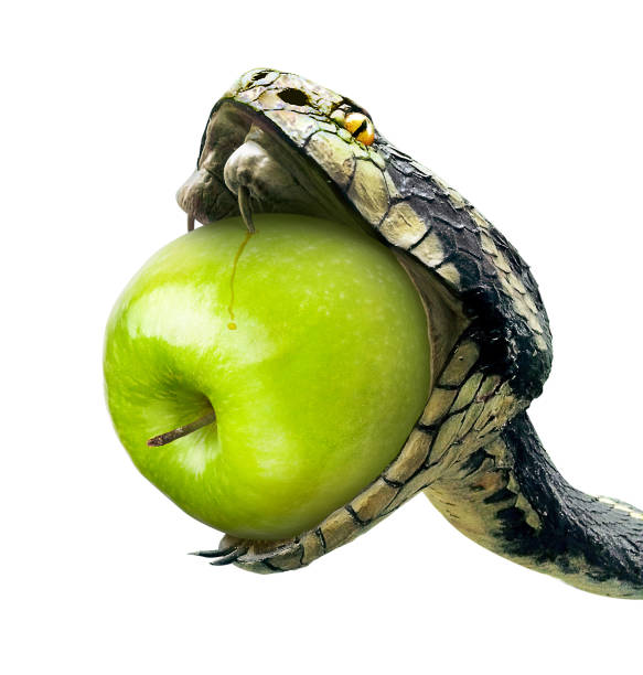 istock Snake swallows a green apple on a white background 1211311260