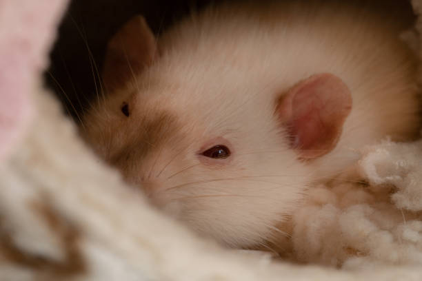 istock White adorable pet rat in her blanket 1211311345